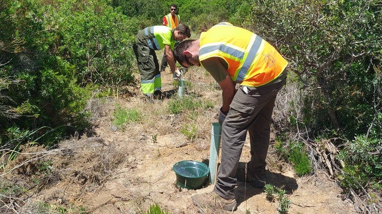 Proyecto pionero en La Almoraima: tecnología con patente en el monte para combatir la sequía