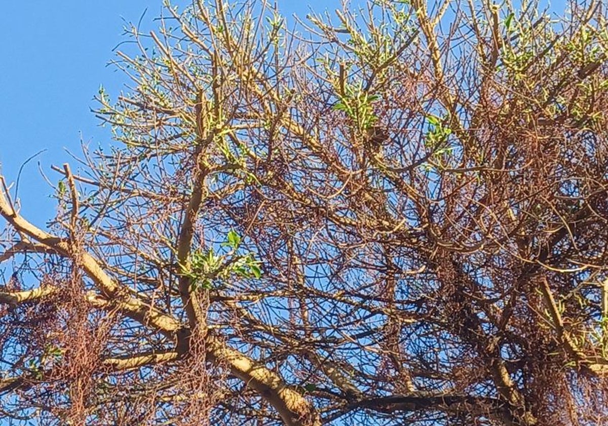 Brotes verdes en el ficus envenenado en Valencia