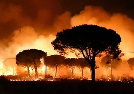 Imagen del incendio que arrasó el paraje La Peñuela de Doñana en 2017