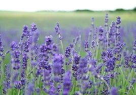 El festival de la lavanda que se celebra hoy cerca de Madrid: dónde es, horario y programa de actividades