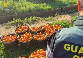 La Guardia Civil detiene a 14 personas e investiga a 43 por el robo de 123 toneladas de naranja en Valencia