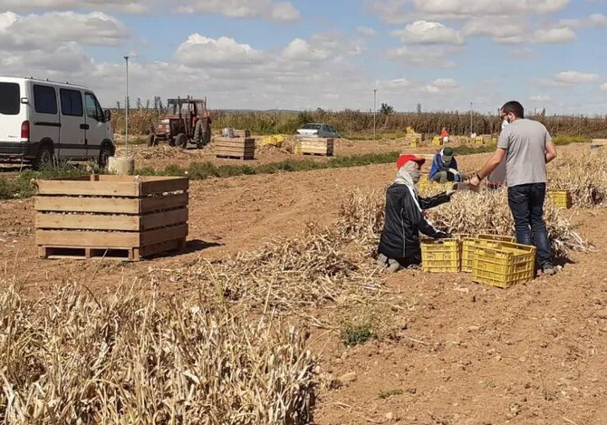 El Gobierno de España destina más de 12 millones para contratar 2.224 desempleados del sector agrario