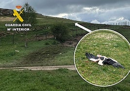 Dos investigados en Burgos por matar de un tiro a una cigüeña blanca