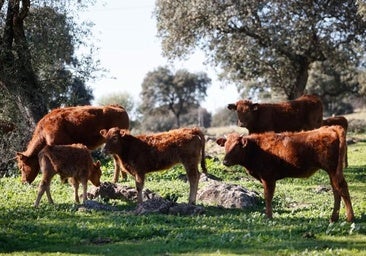 El sector ganadero afronta el verano con optimismo al contar con más agua y tener menos costes
