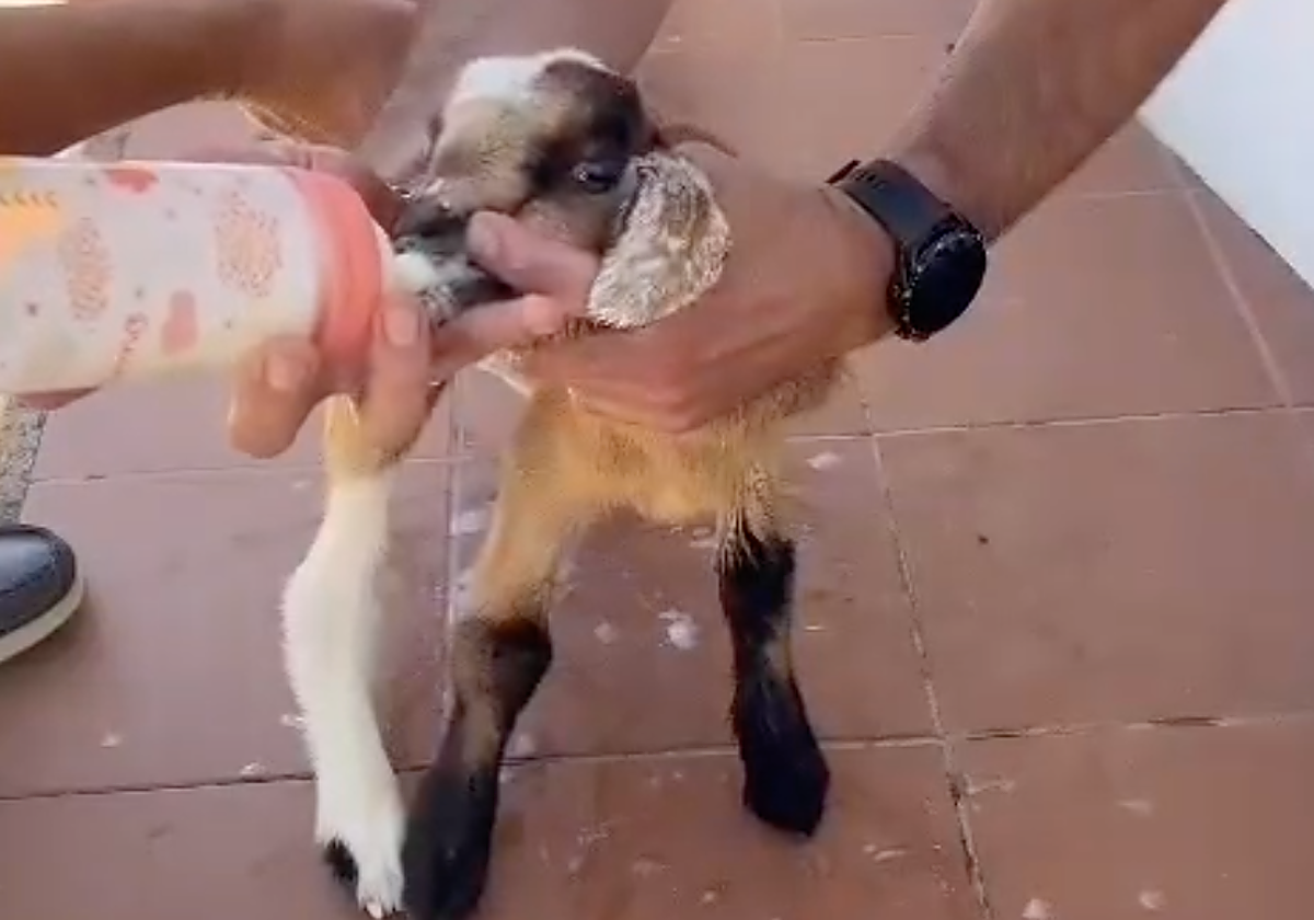 El baifito de apenas un mes fue alimentado en la jefatura por los turistas rescatadores y los agentes