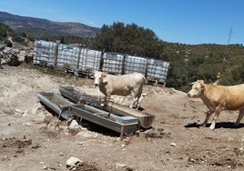 Agricultores de Castellón piden ayuda al Gobierno para detener el sacrificio de vacas por la sequía