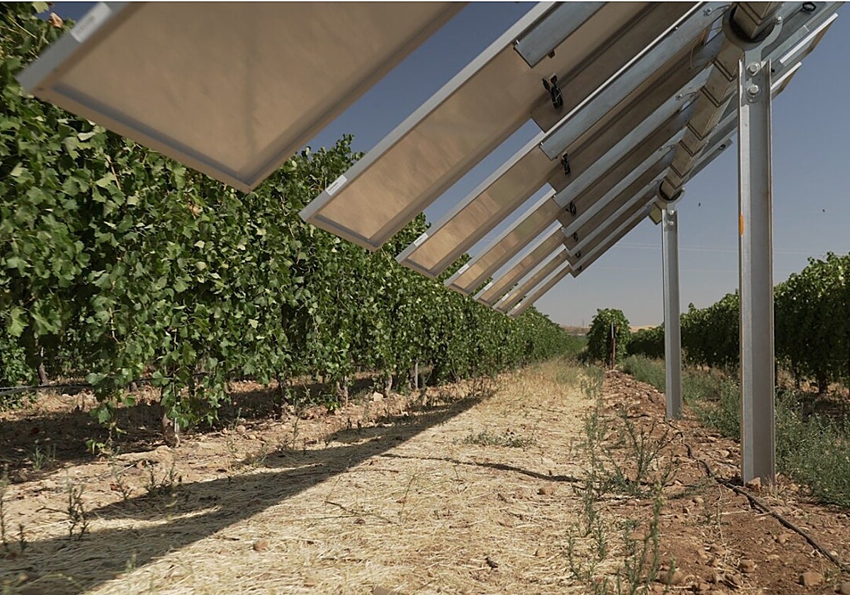 Proyecto fotovoltaico Winesolar en Guadamur