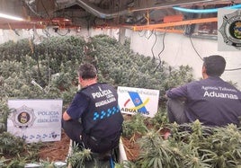 Detienen a once personas tras incautar 647 kilos de marihuana en tres plantaciones en Guadajara