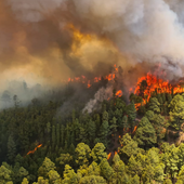 Canarias, en riesgo alto de sufrir un gran incendio forestal fuera de capacidad de extinción este verano