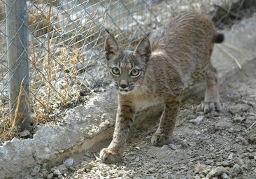 Noche en el Zoo de Córdoba: la acampada de verano entre animales por sólo 20 euros