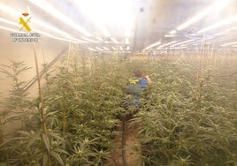 A la cárcel tres hombres por cultivar más de 2.000 plantas de marihuana y defraudar 70.000 euros de luz en Valencia