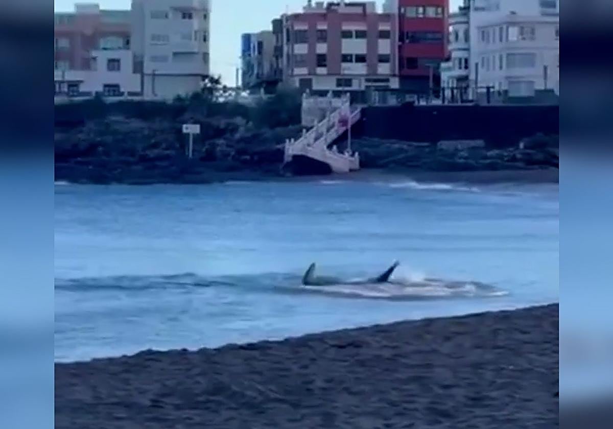 Bañistas avistan un tiburón en una playa de Gran Canaria