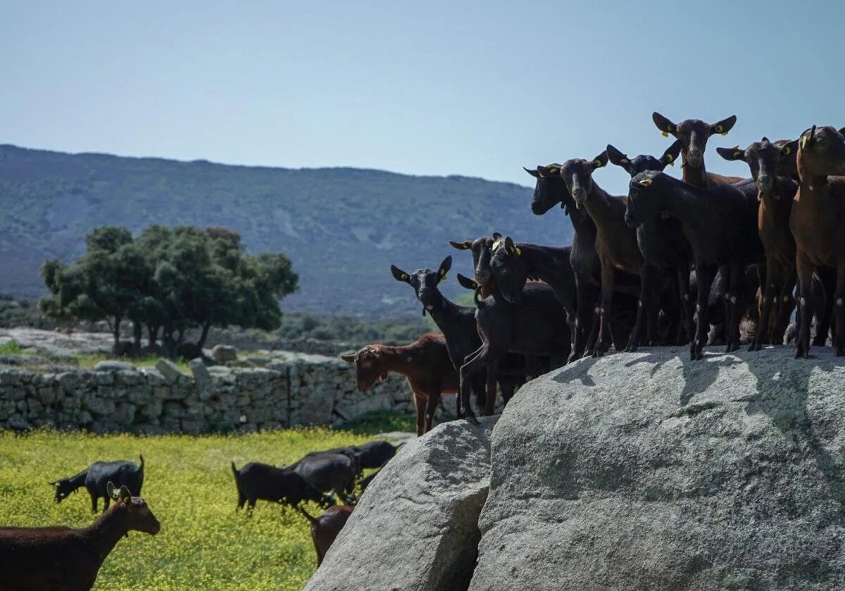 Las cabras de los Montes de Toledo con cuya leche se elabora el mejor queso curado de esta variedad en España