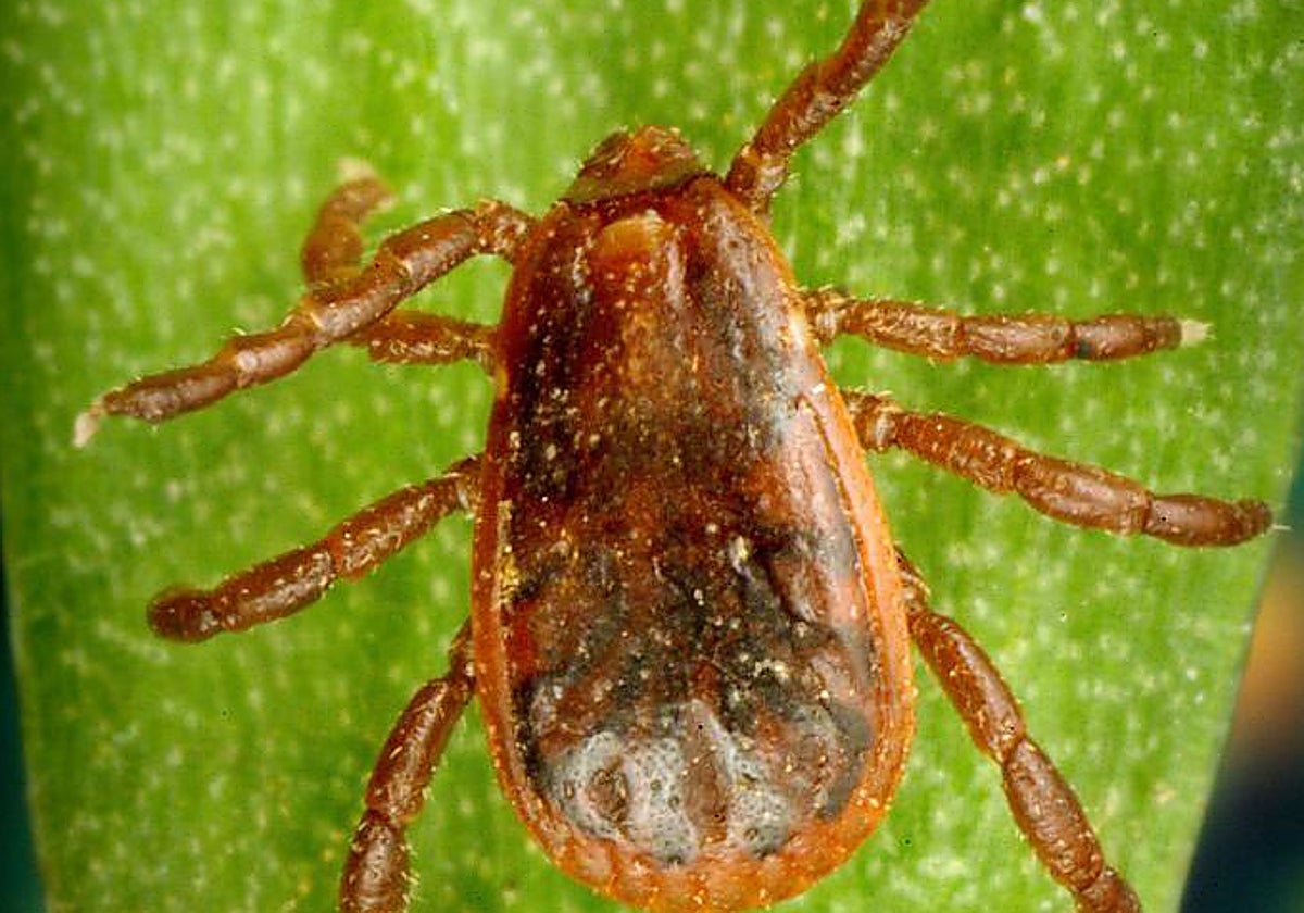Reconocen la muerte en acto de servicio de un Guardia Civil de Ponferrada picado por una garrapata