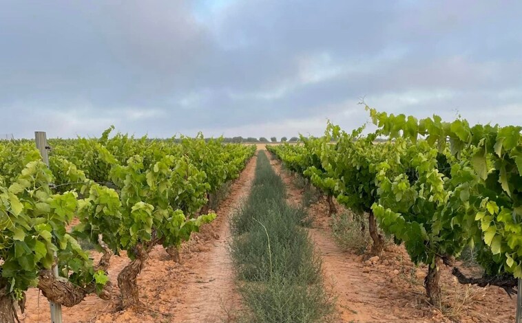 Imagen - El &#039;milagro&#039; de una familia bodeguera para sacar el máximo partido a la uva Sauvignon Blanc en la Manchuela albaceteña