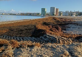 El alga asiática no da tregua: retiradas 23 toneladas en sólo dos días en La Línea de la Concepción