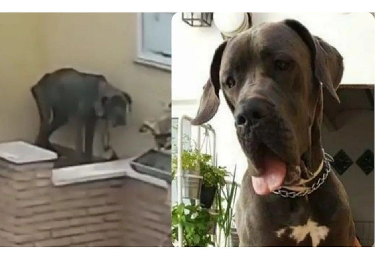 Imagen de la perra maltratada hasta la muerte difundida por el partido Portodos