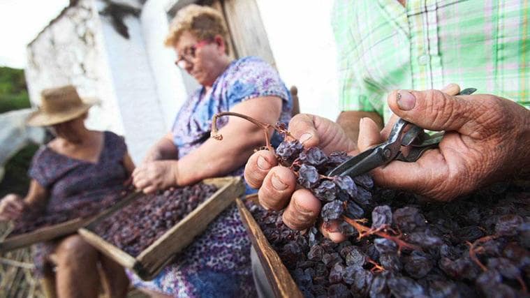 La uva pasa es un producto original de Málaga que ha trascendido fronteras