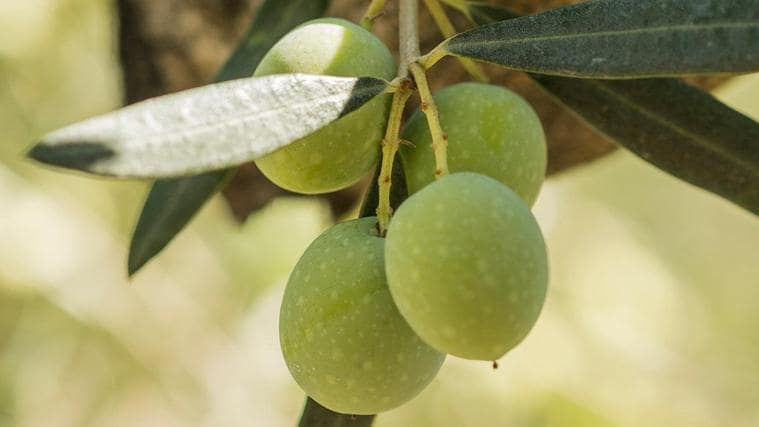 Las aceitunas aloreñas tienen unas propiedaes genéticas que las hacen únicas