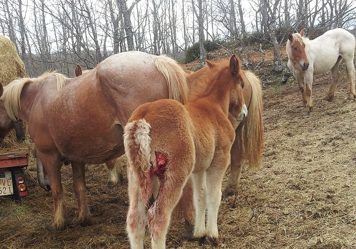Uno de los potros que tenía José, tras sufrir un ataque del lobo