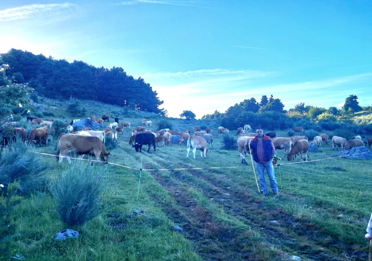 Antonio Canas, ganadero de Villardeciervos (Zamora), con sus vacas en el campo