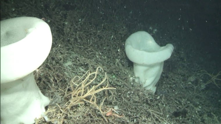 Esponjas de cristal Asconema en el monte Herradura a 350 metros de profundidad