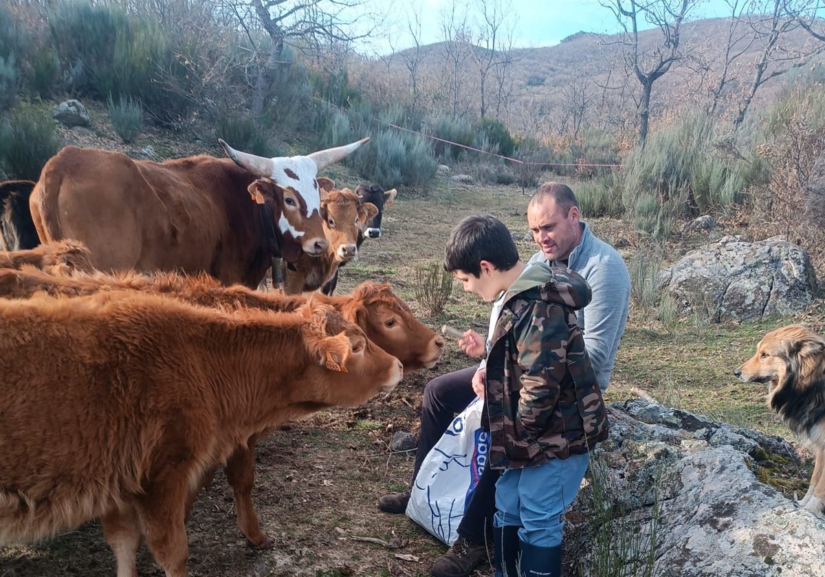 Celso Corral, junto a uno de sus hijos, alimentando a las vacas que tenían en la provincia de Zamora y vendieron