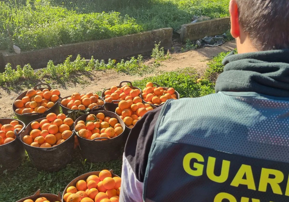 Imagen de archivo de un agente de la Guardia Civil en una operación contra el robo de cítricos