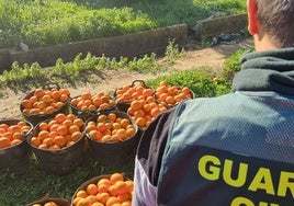 Detienen a dos hombres por robar diez toneladas de naranjas de una parcela de Castellón