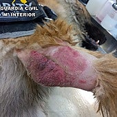 Investigado el propietario de una residencia canina en Jaén por maltrato animal