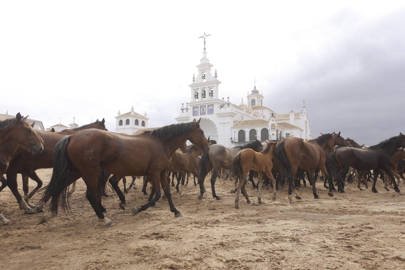 Espectaculares imágenes de la Saca de las Yeguas a su paso por El Rocío