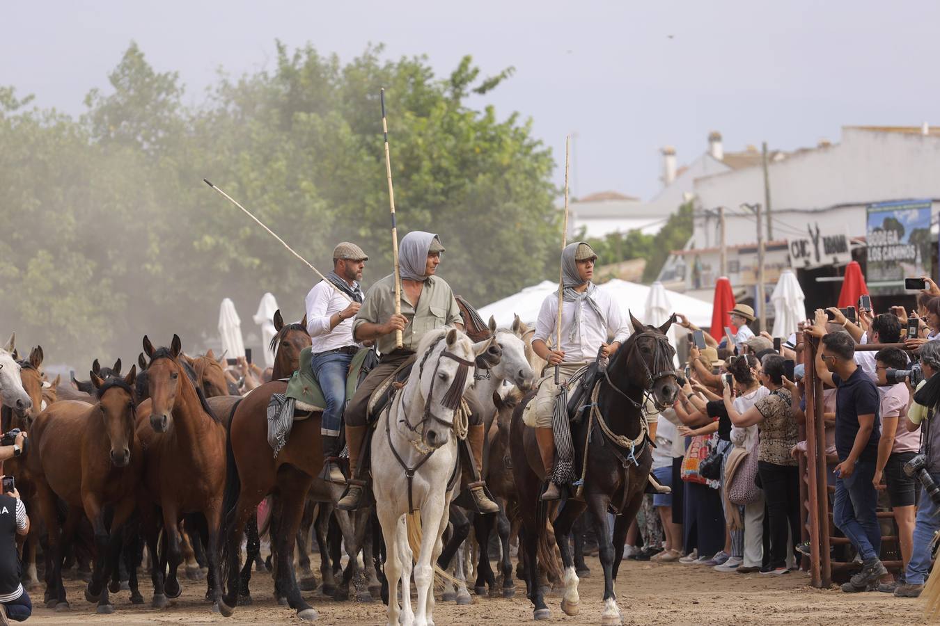 Espectaculares imágenes de la Saca de las Yeguas a su paso por El Rocío