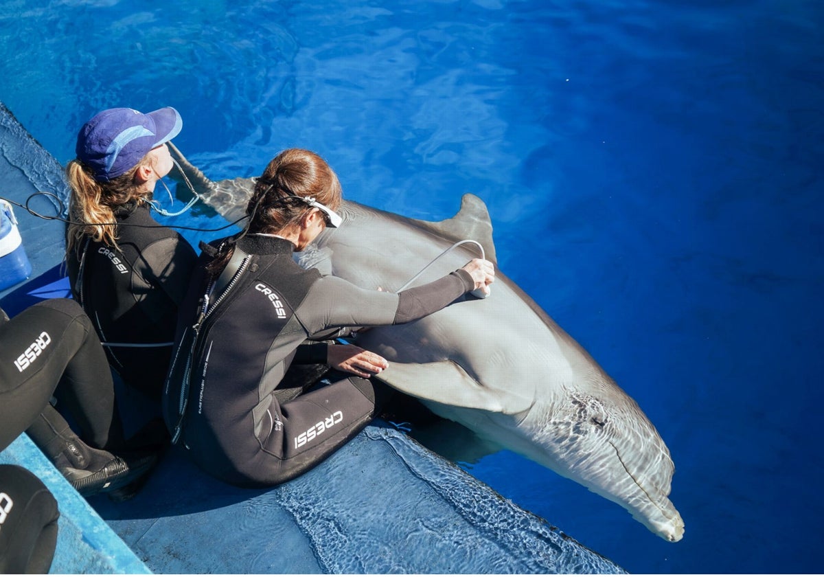 La American Humane vuelve a certificar la excelente salud y el bienestar de los animales del Oceanogràfic de Valencia