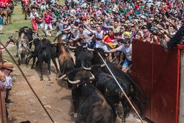 Soria vive una Saca «limpia» en su salida con los 12 toros de la Cardenilla