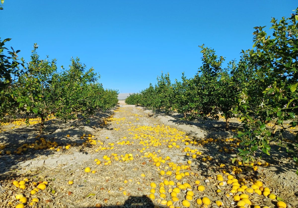 Limones por el suelo sin recoger en un campo de la Vega Baja alicantina