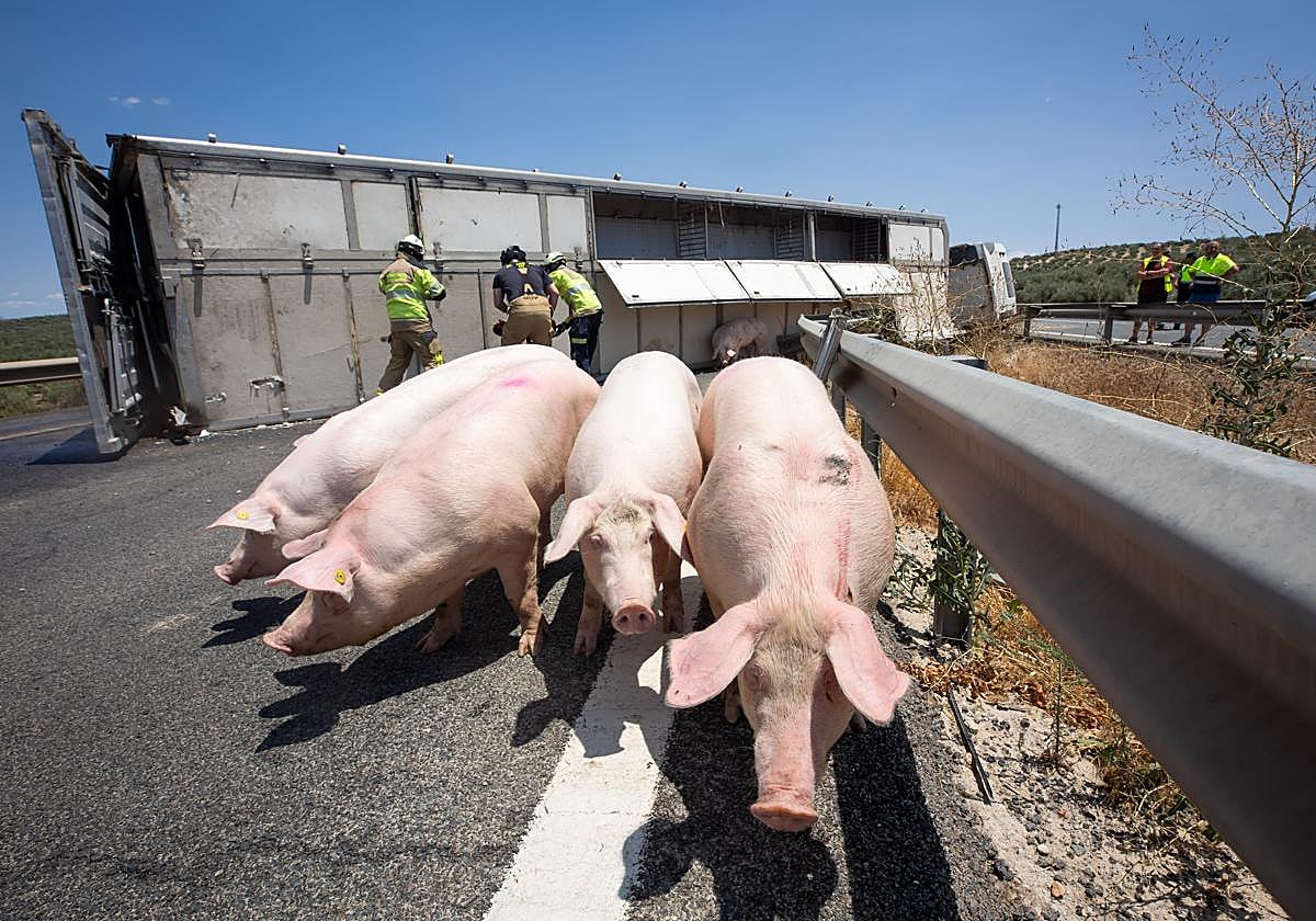 Algunos de los cerdos, en la mediana de la autovía
