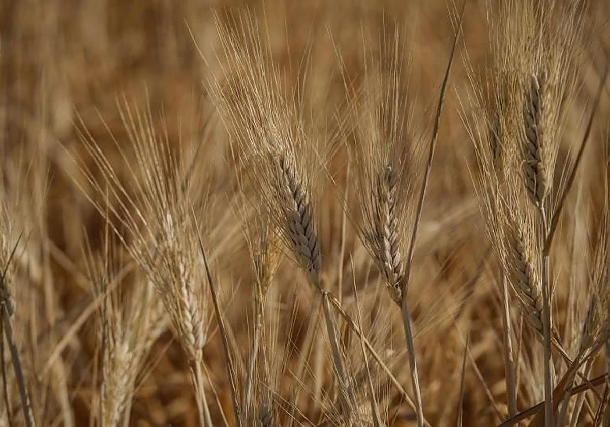 Espigas de trigo en la campiña cordobesa