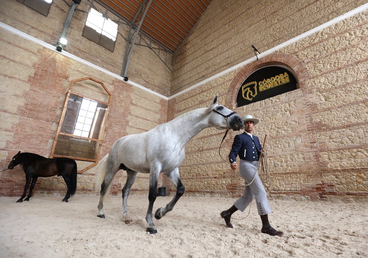 Un jinete prepara a los caballos en el interior de Caballerizas Reales, que gestiona Córdoba Ecuestre