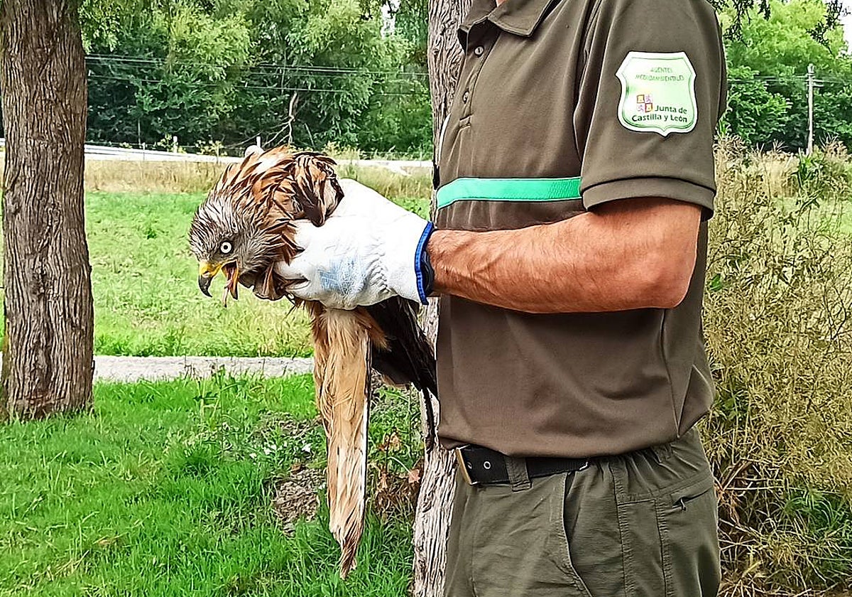 Agentes medioambientales de la Junta rescatan un milano real herido en el Real Sitio de San Ildefonso