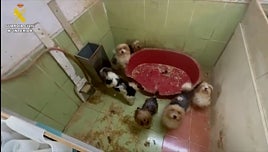 El Seprona desmantela un criadero clandestino de perros Yorkshire en Burgos