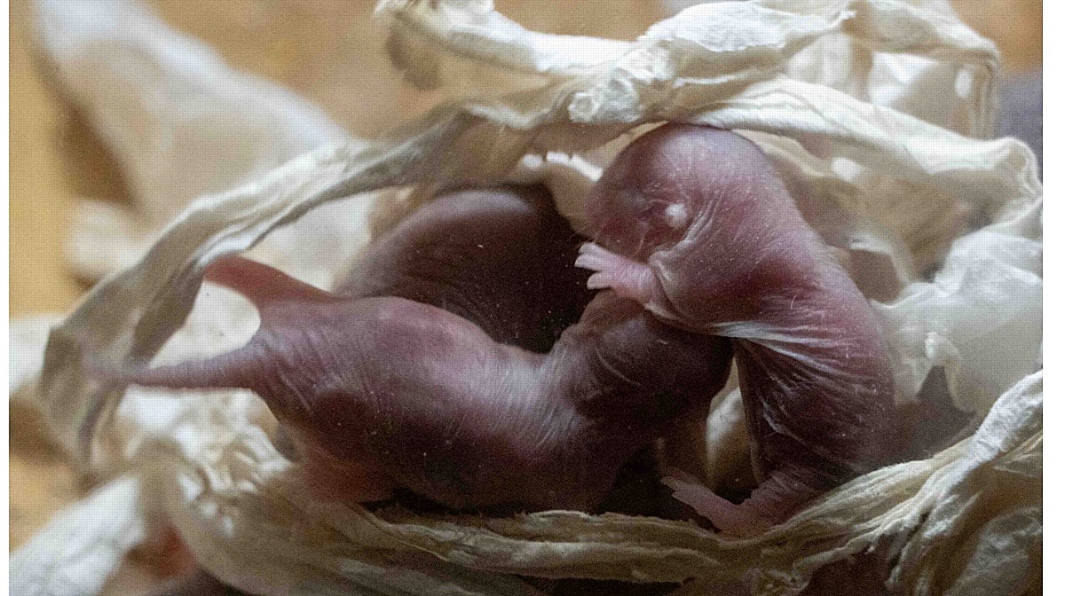 Imagen de las crías de ratas topo