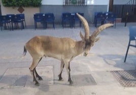 Las cabras montesas bajan de la Sierra a las aldeas de Priego de Córdoba