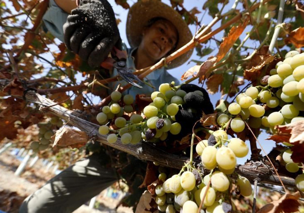 Vendimia en un viñedo de Montilla-Moriles