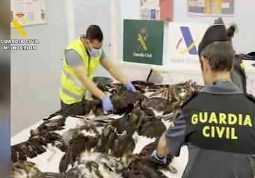 Detenido en el aeropuerto de Barcelona por transportar 38 pájaros muertos en maletas
