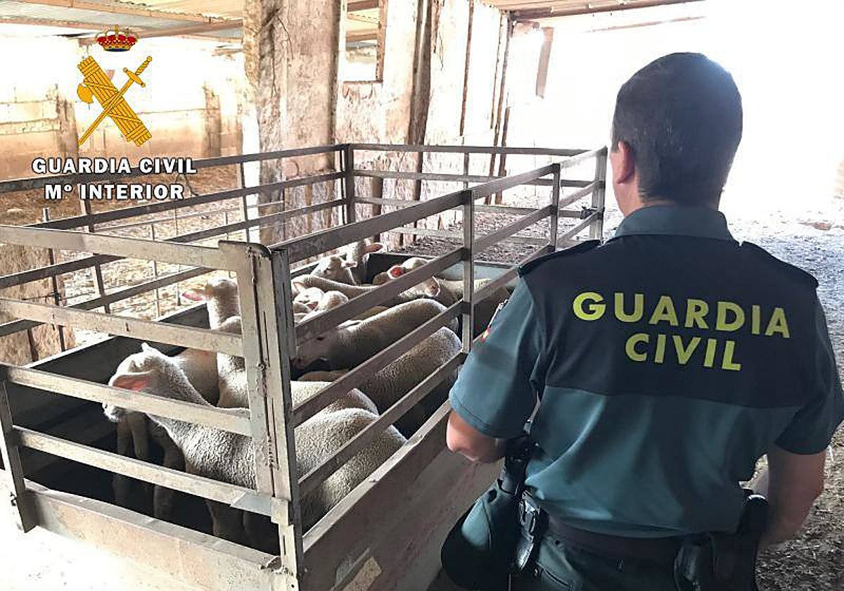 La Guardia Civil con un rebaño de ovejas