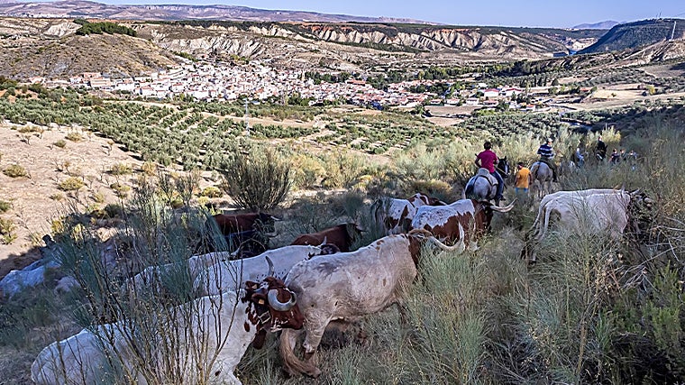 La Peza, en la comarca de Guadix, tiene ahora menos de la mitad de población que en 1960