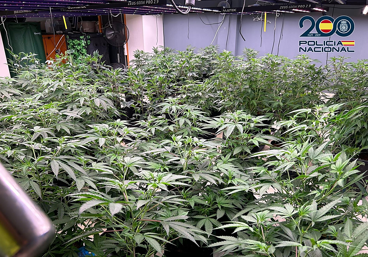 Han sido incautadas 900 plantas en diferentes estado de crecimiento