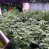 Detenidos cuatro traficantes que alquilaban villas de lujo para montar fincas de marihuana