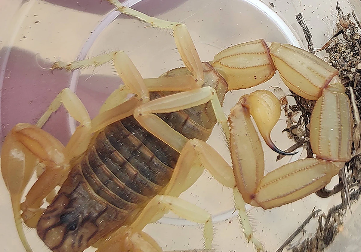 La Universidad de Granada descubre una nueva especie de escorpión en ...