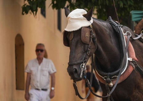 Imagen secundaria 1 - lLa tarde de este viernes 19 de julio puede decirse que ha sido la primera de intenso calor en lo que llevamos de verano en Córdoba. De hecho ha registrado la mayor temperatura del año y el inicio de una ola de calor que viene con vocación de continuidad. Ayer, unos buscaban los grados (como un fotógrafo con el hito de Vallellano), pero otros la sombra y el frescor (como el caballo turístico con sombrero en La Mezquita o un joven dándose un chapuzón en La Breña).